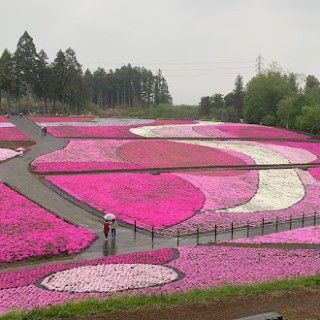 羊山公園（芝桜の丘）