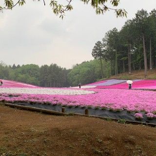 羊山公園（芝桜の丘）