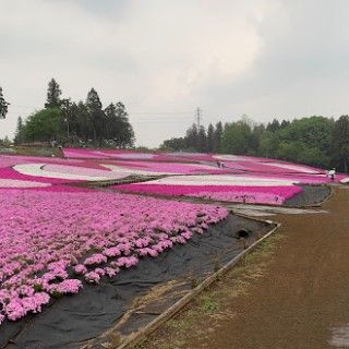 羊山公園（芝桜の丘）