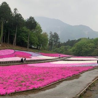 羊山公園（芝桜の丘）