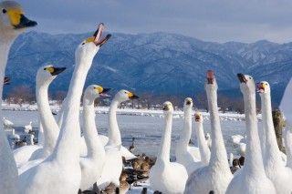 瓢湖水きん公園