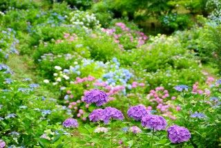 船岡城址公園の写真
