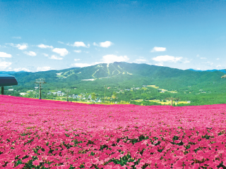 ひるがのピクニックガーデンの写真