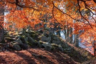 若桜鬼ヶ城跡の写真