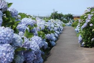 美萩野あじさい公園