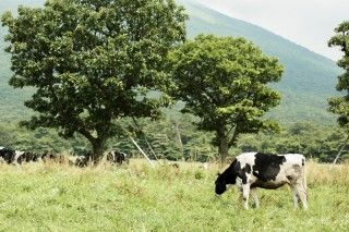 [休館]大山まきばみるくの里の写真