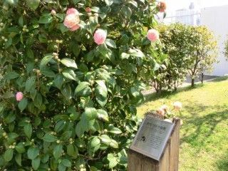 呉市中央公園の写真