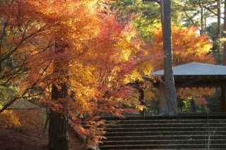 静岡県立森林公園の写真