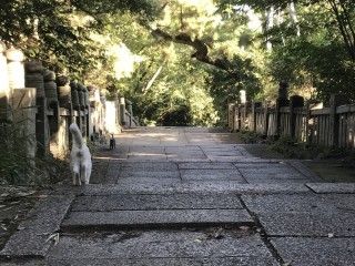 琴弾八幡宮