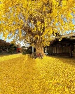 和田神社の写真