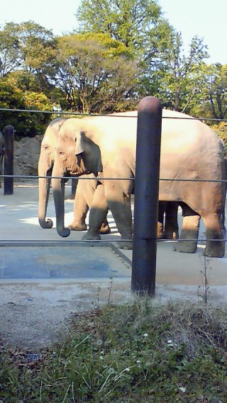 「P.N.パコソン♪」さんからの投稿写真＠東京都恩賜上野動物園