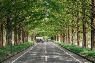 メタセコイアと馬の森