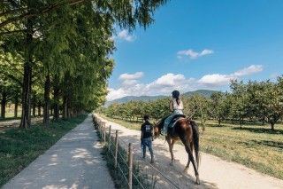 メタセコイアと馬の森の写真