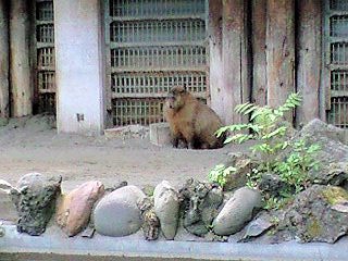 「P.N.はっぴぃ」さんからの投稿写真＠東京都恩賜上野動物園
