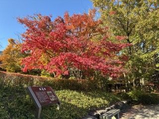 「P.N.はくちゃん」さんからの投稿写真@白山公園