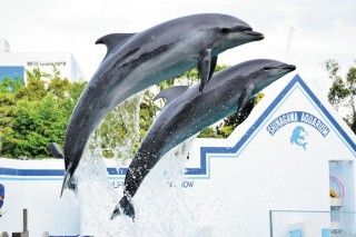 しながわ水族館の写真