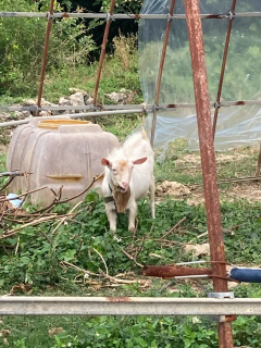 あおぞらニライカナイ牧場
