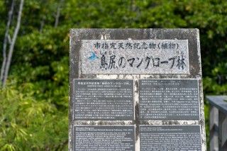 島尻のマングローブの写真