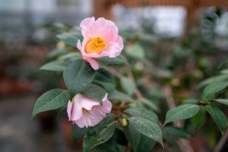 ののいち椿館・椿山の写真