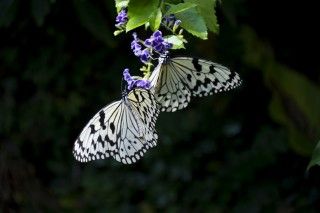 石川県ふれあい昆虫館の写真