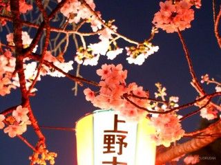 うえの桜まつりの写真