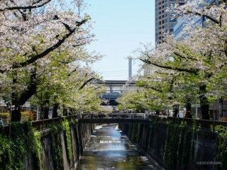 目黒川の写真