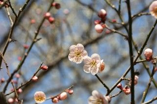 吉野梅郷の写真
