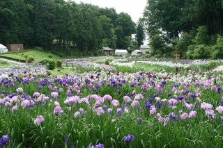 吹上しょうぶ公園の写真