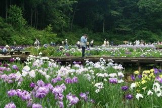 吹上しょうぶ公園