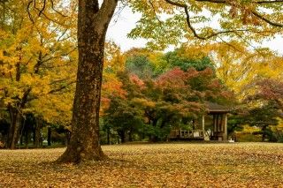 熊谷さくら運動公園の写真