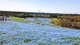 国営ひたち海浜公園