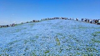 国営ひたち海浜公園