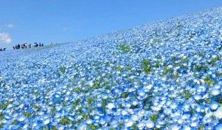 国営ひたち海浜公園の写真