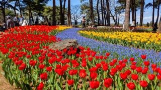 国営ひたち海浜公園