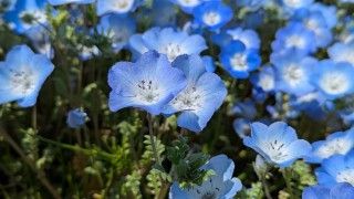 国営ひたち海浜公園の写真