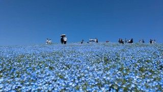 国営ひたち海浜公園