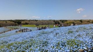 国営ひたち海浜公園