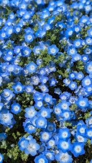 国営ひたち海浜公園