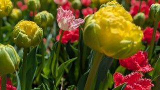 国営ひたち海浜公園