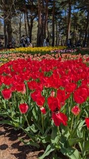 国営ひたち海浜公園