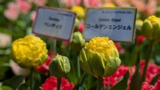 国営ひたち海浜公園