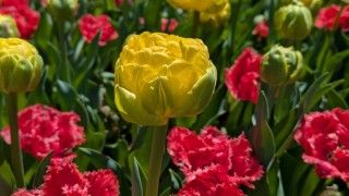 国営ひたち海浜公園