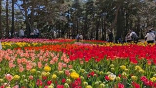 国営ひたち海浜公園