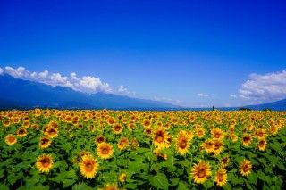 明野村ひまわり畑（北杜市明野サンフラワーフェス）