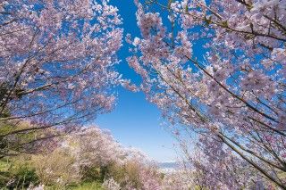 花見山公園の写真