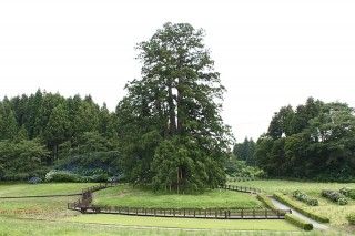 杉沢の大杉の写真