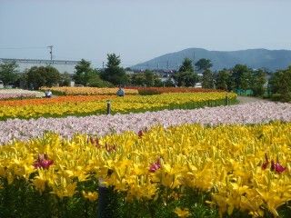 ゆりの里公園ユリーム春江の写真