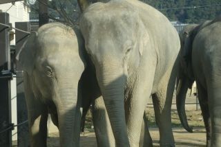 京都市動物園の写真