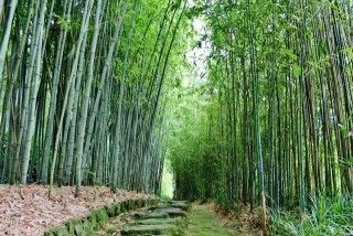 洛西竹林公園の写真