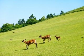 若草山の写真